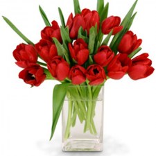cervene tulipany